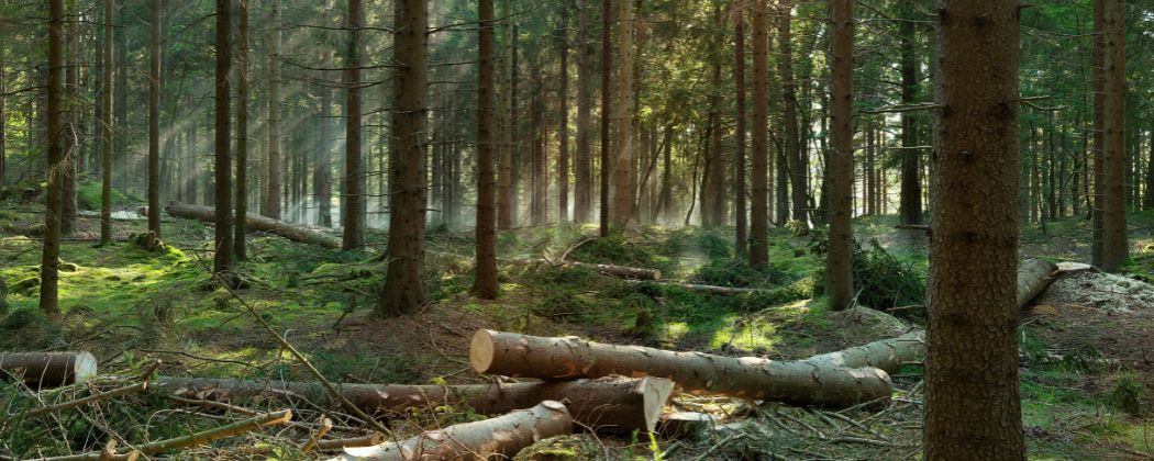 Narzędzia do piłowania, cięcia i prac leśnych