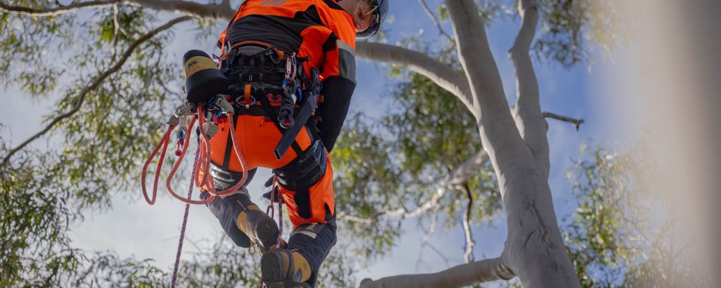 Sprzęt arborystyczny